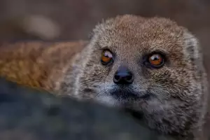 Dieta Carnivore